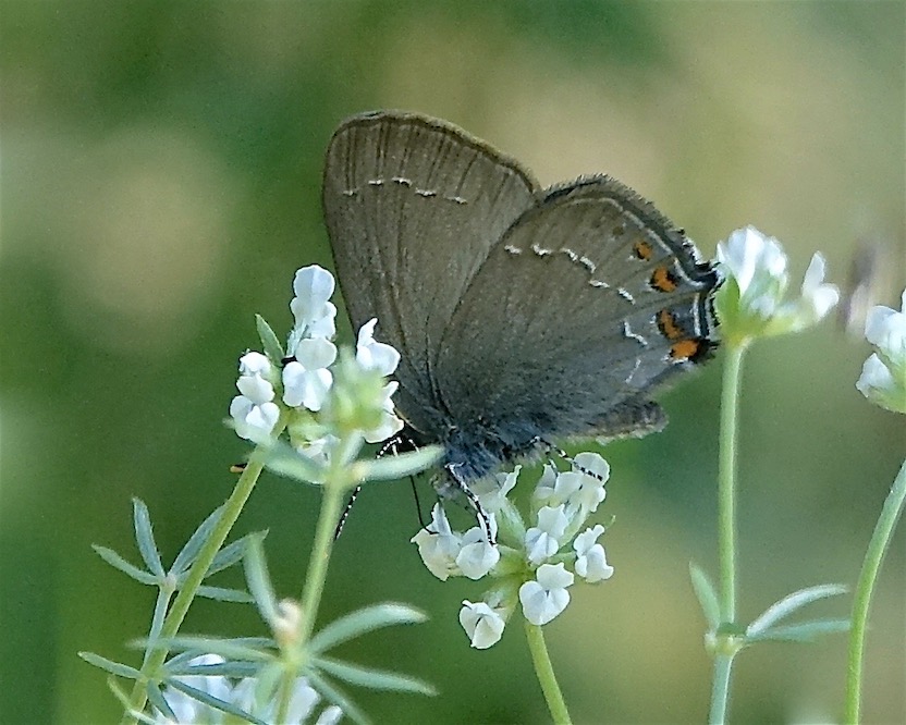 ilex hairstreak